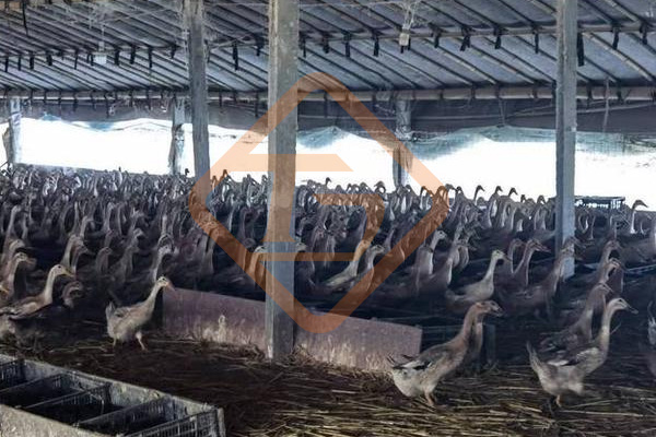 鴨糞有機肥料生產設備有哪些?鴨糞如何制造有機肥?